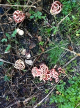 Stinkhorn Clathrus Ruber fungus